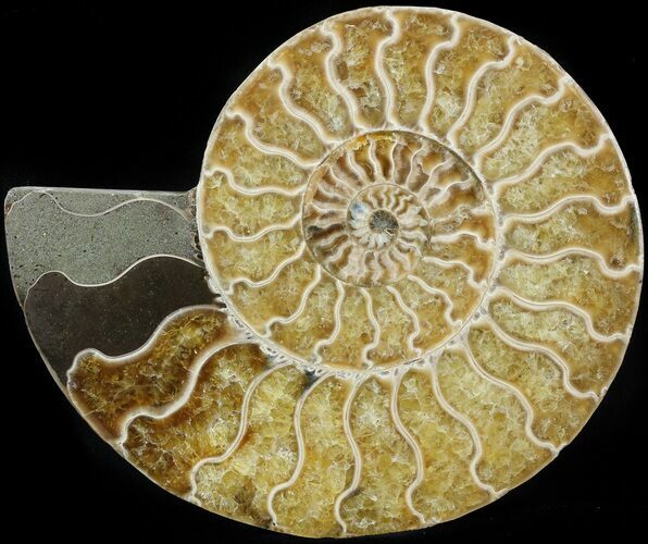 Cut Ammonite Fossil (Half) - Agatized #42510
